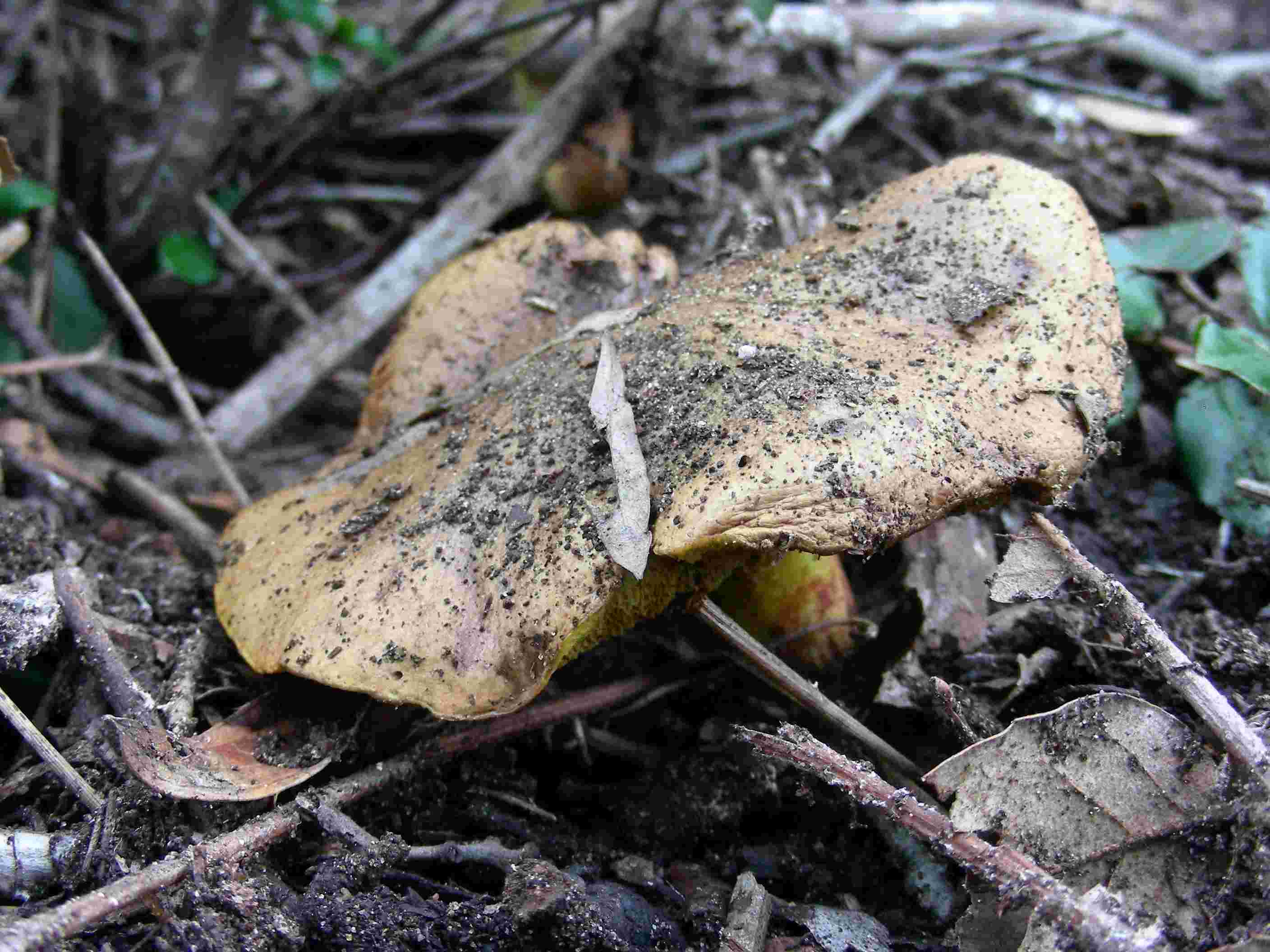 1845 Dicembre vecchio ritrovamento